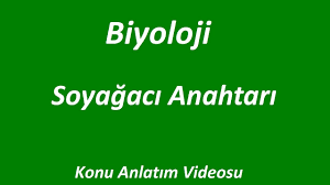 Soyagaci Anahtari Kalitimi Konu Anlatimi Biyoloji Izle Youtube