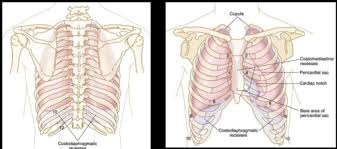 Ribs act like a cage of bones around your chest. Topic 10 Surface Projections Of The Pleura Lungs And The Heart Cardiac Dullness Points Of Auscultation Of The Valves Of The Heart Flashcards Quizlet