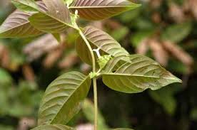 Image result for Hexasepalum sarmentosum