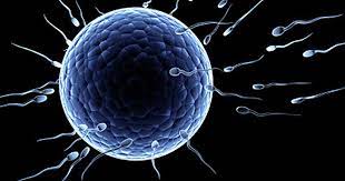 When you talk about donating eggs versus sperm, it's not apples to apples. Human Eggs 9 Fascinating Facts Cbs News
