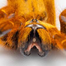 Image result for Pteris muricella