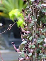 Image result for Ceropegia gracilior