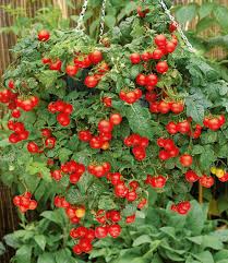 Die früchte sind noch geschmacksintensiver, wenn sie selbst angebaut werden. Hange Tomate Tasty Tumbler 2pflanzen Lycopersicon Cherrytomaten Gunstig Online Kaufen Mein Schoner Garten Shop