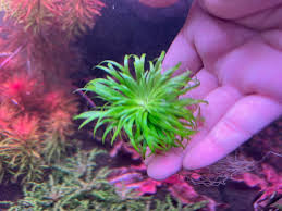 Image result for Syngonanthus angolensis