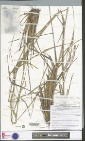 Image result for Elionurus muticus