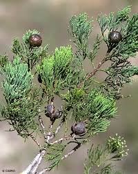 Image result for Callitris