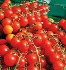 Perfect in pies, jams, and more. Sweet Million Cherry Tomato Seeds West Coast Seeds
