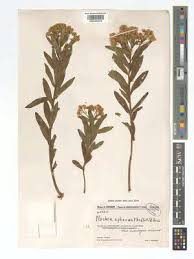 Image result for Pluchea bequaertii