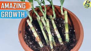 As the water drains, it removes air pockets in the. Growing Lucky Bamboo In Soil Fast Growth Care Tips Of Soil Grown Plant Youtube