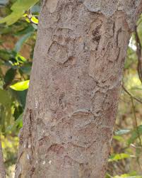 Image result for Gardenia resinifera