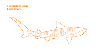 The tiger shark (galeocerdo cuvier) is one of nature's largest sharks. Tiger Shark Dimensions Drawings Dimensions Com