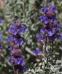 For a homemade cactus soil mix, use proportions of 2 parts inorganic matter to 1 part organic material. Sages Salvias Photos Videos And Descriptions Of The Plants Native To California