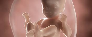 26 Ssw Schwangerschaftskalender Aptaclub