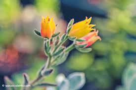 Beautiful branched flowerhead of horizontal racemes. 5 Blooming Spring Flowering Succulents Succulents With Flowers 99 Succulents