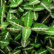 Image result for Ruellia makoyana