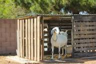 DIY: Make a Free Goat House from PALLETS - Weed 'em & Reap