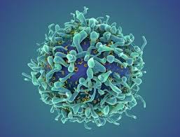 European Course "Advanced Immunology and Diseases" — Département de Biologie