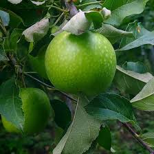 Image result for Granny Smith