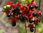 Image result for Ochna natalitia