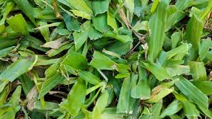 Image result for Digitaria compressa