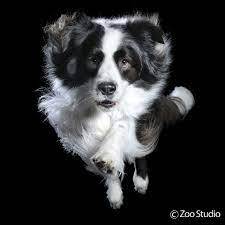 Agility Border Collie Zoo Studio Pet Photography Brisbane Dog Photography Studio Border Collie Collie