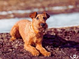 Image result for irský teriér