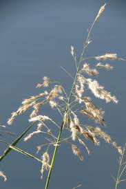 Image result for Phragmites mauritianus