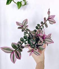 How To Care For Your Tradescantia Nanouk Plants Pretty Plants House Plants