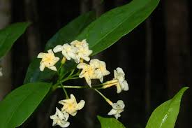 Image result for Tabernaemontana eglandulosa