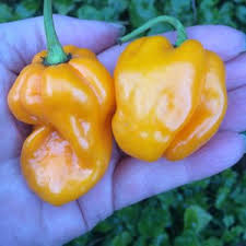 Place the seeds in sterile media and cover 1/4 deep. Chilli Seeds Buy Uk Hot Pepper Seed We Stock The Hottest