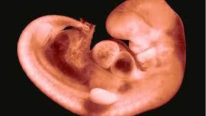 El Primer Latido Del Corazon Humano Aparece En Embriones De 16 Dias