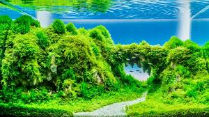 Selain dapat memperindah akuarium, keberadaan tanaman jenis ini juga bisa menjadi tempat yang nyaman bagi ikan hias peliharaan. 7 Jenis Tanaman Aquasqape Untuk Pemula