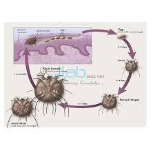 Image result for Sarcoptes scabiei life cycle