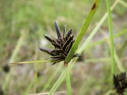 Image result for Pycreus niger