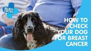 Another, more accurate way to rule out cancer is through tissue biopsy. Symptoms Of Breast Cancer In Dogs