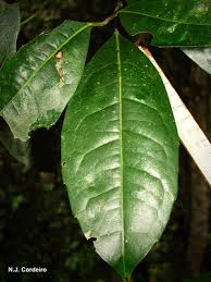 Image result for Xymalos monospora