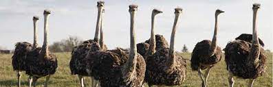 … some crops to feed their animals and use animal manure to increase. Ostrich Farms