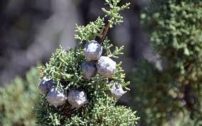 Image result for Cupressus arizonica