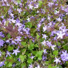 Check spelling or type a new query. Campanula Combinaisons De Plantes Matelma