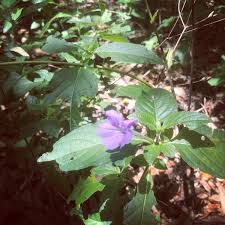 Cosmos flowers blooming in the garden. Mckinney Falls Sp On Twitter Pictured Here Is The Carolina Wild Petunia Ruellia Caroliniensis This Perennial Has Slender Corolla Tubes And Five Pedal Like Lobes The Violet Trumpet Shaped Flowers Bloom On Short