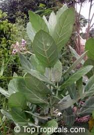 Calotropis Gigantea Giant Milkweed Giant Calotrope Crown Flower Milkweed Plant Leaves Flower Crown