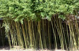 Maybe you would like to learn more about one of these? Bamboo Control Home Garden Information Center