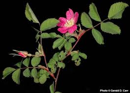 Image result for Rosa sp.