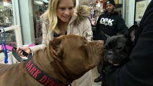 Owned by marlon and lisa grennan, founders of dark dynasty k9s in new hampshire, usa, this huge dog is being trained for protection services. 175 Pound Pit Bull Hulk Shatters Misconceptions About The Breed Abc News