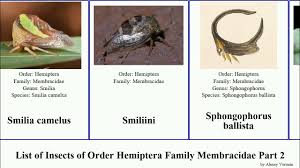 Image result for Oxyrhachis