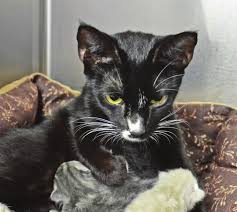 143 Cats Rescued from Schaghticoke Home