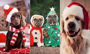 A Dog For Christmas 2021 15 Best Christmas Presents For Dogs 2021 From An M S Puppy Hamper To Cute Dog Outfits Hello