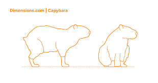 Capybaras are a terminally chill animal, and they are pros at sleeping capybaras are a terminally chill animal, and they are pros at sleeping, snacking, and of course, chillin'. Capybara Dimensions Drawings Dimensions Com