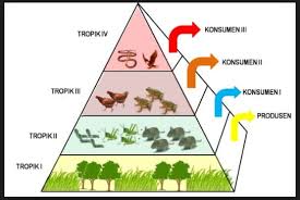 Berikut adalah pengertian, gambar, komponen, jenis dan contoh rantai makanan lengkap. Piramida Makanan Pengertian Macam Macam Contoh Jenis Jenis