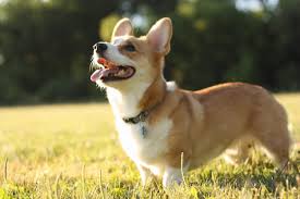 Search for rescue dogs for adoption. Best 52 Corgie Wallpaper On Hipwallpaper Corgie Wallpaper Welsh Corgie Background And